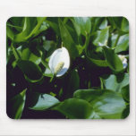 Yellow Water-Arum (Calla Palustris Var. Polysthace mousepads