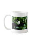 Yellow Water-Arum (Calla Palustris Var. Polysthace mugs