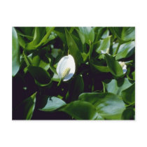 Yellow Water-Arum (Calla Palustris Var. Polysthace Postcards
