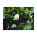Yellow Water-Arum (Calla Palustris Var. Polysthace postcards