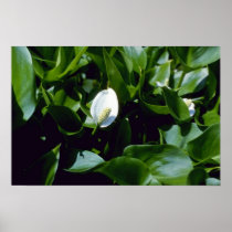Yellow Water-Arum (Calla Palustris Var. Polysthace Poster