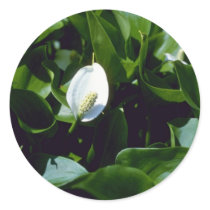 Yellow Water-Arum (Calla Palustris Var. Polysthace Round Stickers
