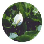 Yellow Water-Arum (Calla Palustris Var. Polysthace stickers
