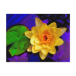 YELLOW WATER LILY postcards