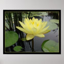 Yellow Water Lily posters