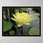 Yellow Water Lily Poster