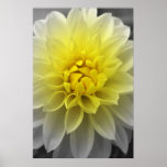 Yellow White Dahlia Poster
