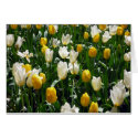 yellow white tulips cards