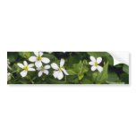 Yellow White Violet (Viola Canadensis) flowers bumper stickers