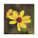 Yellow Wildflower Magnet