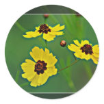 Yellow Wildflowers -   Plains coreopsis stickers