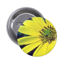 yellow Yellow Daisy flowers Buttons