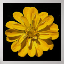 'Yellow Zinnea on Black' Posters