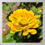Yellow Zinnia Flower Poster