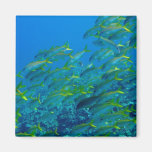 Yellowfin Goatfish Refrigerator Magnets