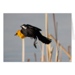 Yellowheaded Blackbird Greeting Cards