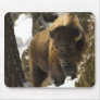 Yellowstone Bison Bull in Winter - Customised