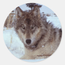 Yellowstone Wolf Round Sticker