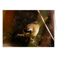 Yellowthroat Bird Card