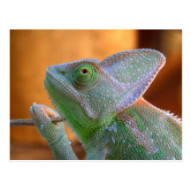 Yeman chameleon postcards