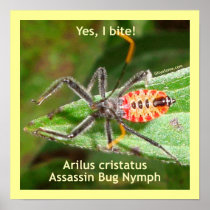 Yes I Bite Assassin Bug Poster