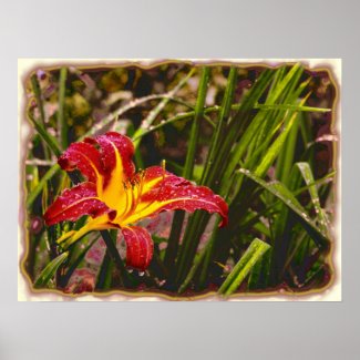 Yesterday Lily After The Rain print