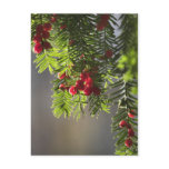 Yew berries postcards