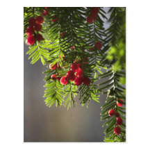 Yew berries postcard