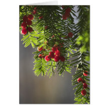 Yew Christmas card