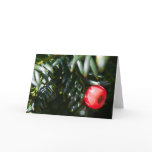 Yew Tree Berry cards