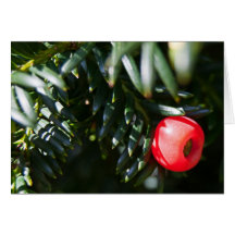 Yew Tree Berry Greeting Cards