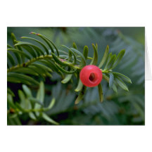 Yew tree fruit (taxus brevifolia) card