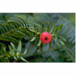 Yew tree fruit (taxus brevifolia) photo sculptures