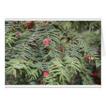 Yew tree, Milan, Italy Greeting Cards