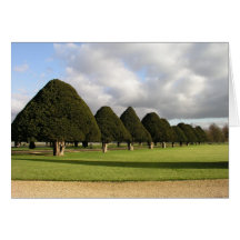 Yew Trees at Hampton Court, UK Card