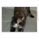 Yoga Calico Cat cards