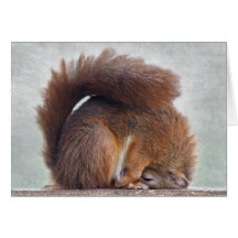 Yoga Squirrel Card