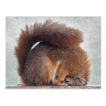 Yoga Squirrel Postcard