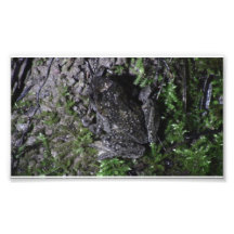Yolly Bolly California Aquatic Plants Animal Water Photograph