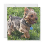York Terrier Dog Invitations