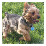 York Terrier Dog Invitations