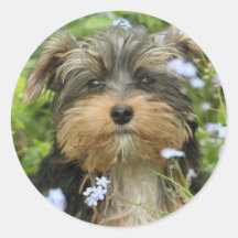 York Terrier Sticker