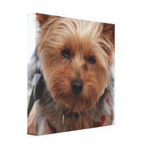 Yorkie  Canvas Print