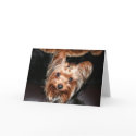 Yorkie cards