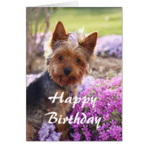 Yorkie Happy Birthday Greeting Card