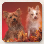 Yorkie in Autumn Coasters