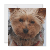 Yorkie  Invitations