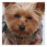 Yorkie  Invitations