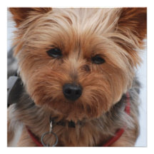 Yorkie  Invitations