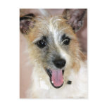 Yorkie/Jack (Parson) Russell Terrier Mix Postcards